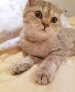 COOKIE / FEMALE